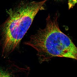 GCN2 Antibody, Novus Biologicals 0.1mL; Unlabeled:Antibodies, Polyclonal